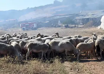 Ευλογιά αιγοπροβάτων: Τα νεότερα στοιχεία 24–30 Νοεμβρίου σε όλη τη χώρα