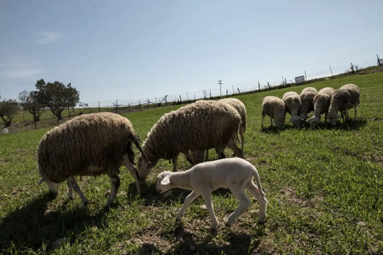 Ευλογιά προβάτων: Τα ποσά αποζημίωσης και οι δικαιούχοι κτηνοτρόφοι