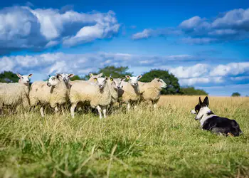 Νέα ενίσχυση 26 εκατ. ευρώ για αποζημιώσεις κτηνοτρόφων λόγω ευλογιάς Νέα ενίσχυση 26 εκατ. ευρώ για αποζημιώσεις κτηνοτρόφων λόγω ευλογιάς