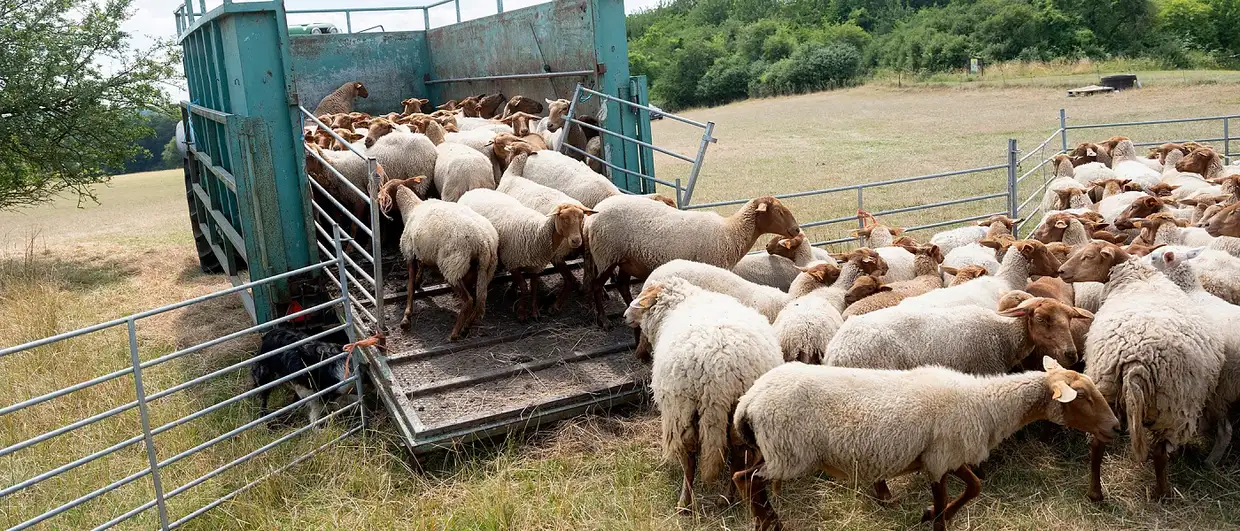 Οδηγίες για μετακινήσεις αιγοπροβάτων ενόψει εορτών – Μέτρα για την αντιμετώπιση της ευλογιάς Οδηγίες για μετακινήσεις αιγοπροβάτων ενόψει εορτών – Μέτρα για την αντιμετώπιση της ευλογιάς