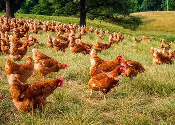 Πτηνοτροφική μέθοδος Πτηνοτροφική μέθοδος