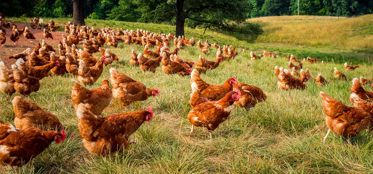 Πτηνοτροφική μέθοδος Πτηνοτροφική μέθοδος