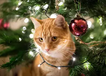Χριστούγεννα με μια γάτα Χριστούγεννα με μια γάτα
